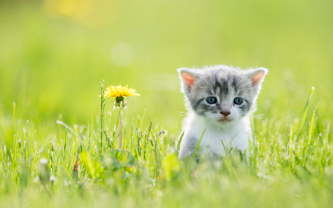 Gray and white kitten in the green grass in springtime