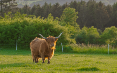 The Harmony of Nature & Animal Vitality
