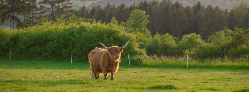 Highland cow standing in a meadow in spring