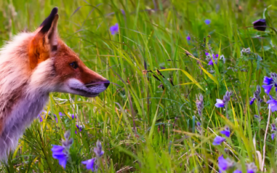 Move Out of Hibernation and Into Motivation