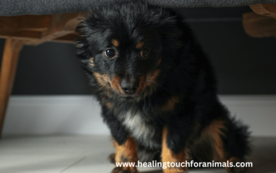 Now is the Time to Address Your Pet’s July 4th Needs!