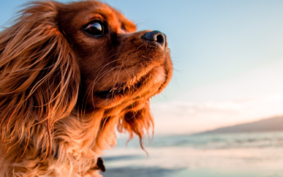 Keep Your Pets, Cool, Calm, and Safe This Summer