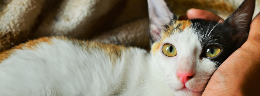 White, black, and orange cat lying on a blanket with head resting in a human's hand.