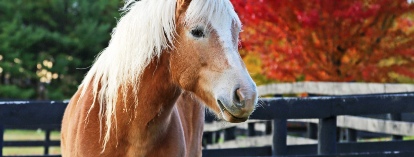 Tan horse in a pasture with red fall leaves in the background.