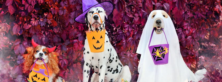 Three dogs, a collie mix, a Dalmatian, and a golden retriever, wearing Halloween costumes and holding trick-or-treat pails in their mouths.