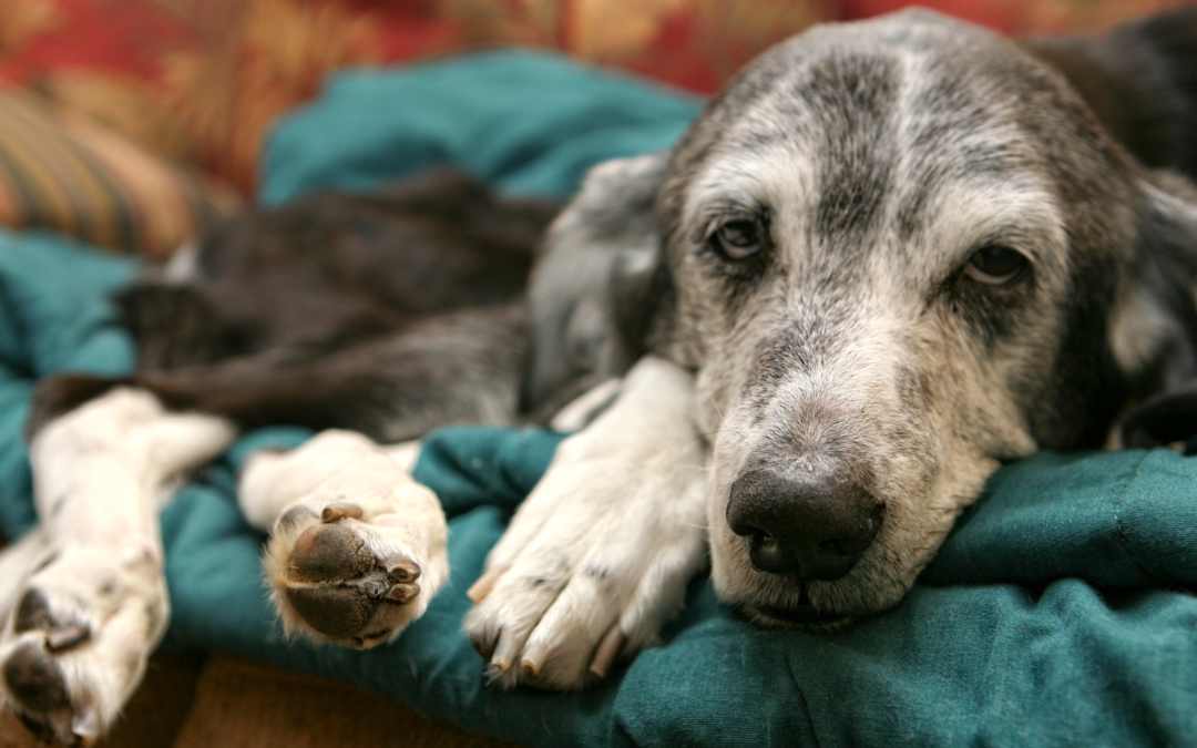 Unlocking Vitality: Energy Healing Tips for Your Beloved Senior Pet