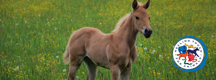 Brown colt in a grass field with small yellow flowers.