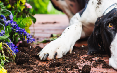 Supporting Your Animal’s Vitality in the Summer Months