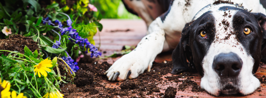 Supporting Your Animal’s Vitality in the Summer Months