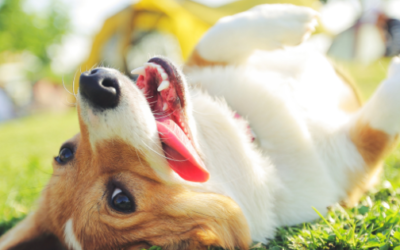 Summer Focus on Self-Care for You, the Practitioner