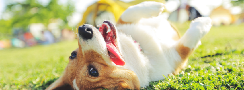 Corgi dog playfully lying on its back in the grass with its tongue out.