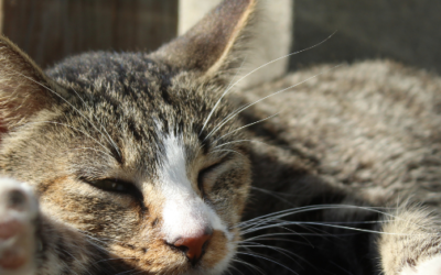 Helping Pets Feel (and Behave!) Better with Energy Support
