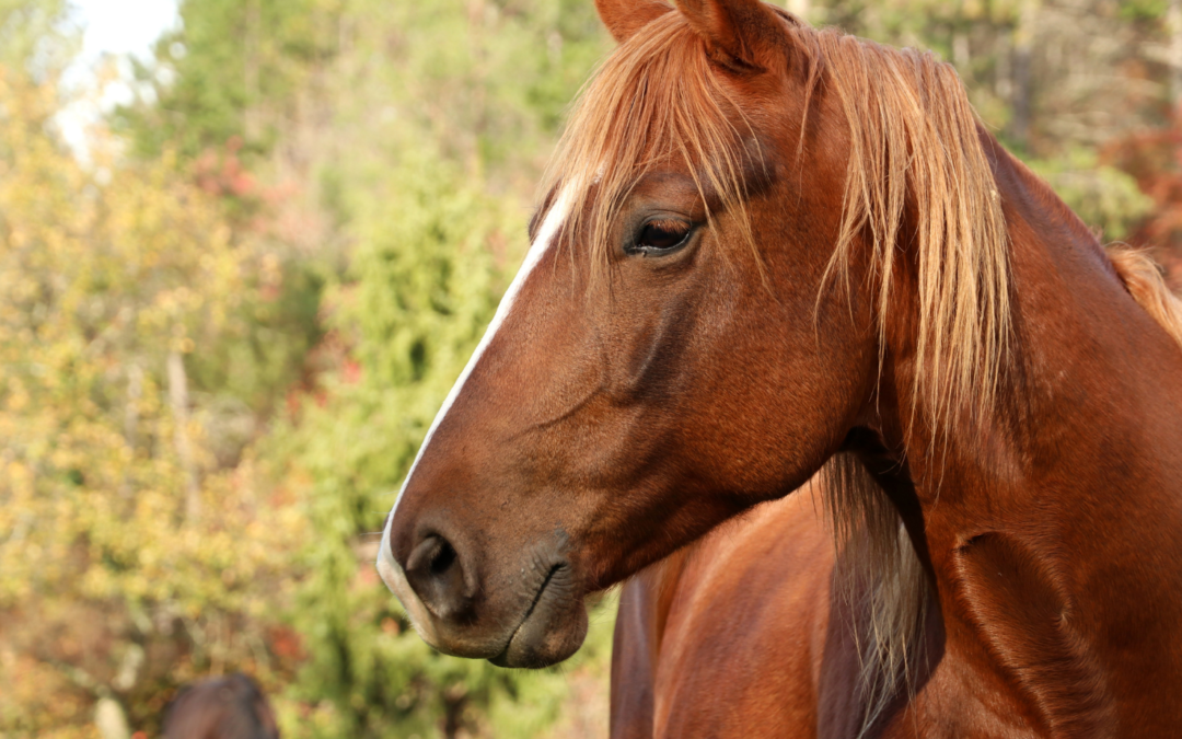 Animal Energy Systems: Nature’s Survival Blueprint