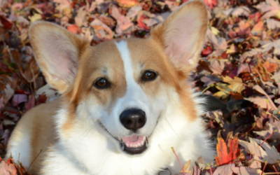 Autumn Bliss: Holistic Care Tips to Keep Your Pet Thriving