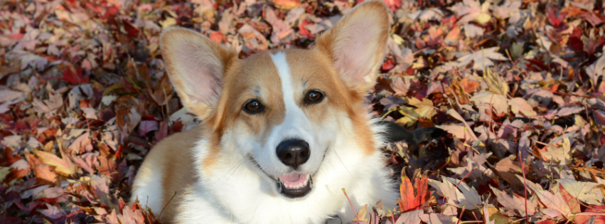 Brown, tan, and white Welsh corgi sitting in a pile of autumn leaves, which are orange, yellow, and brown.