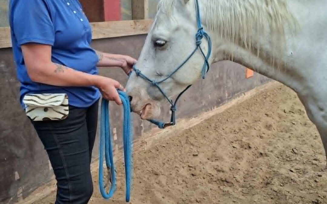 HTA Practitioner HTA Spotlight: Angelique IJpelaan, wearing a blue shirt and black pants and petting the nuzzle of a white horse.