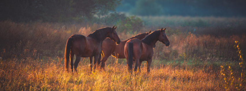 Three brown horses in a field at sunset with autumn-colors in the grasses and trees.