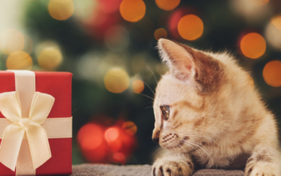 Paws and Reflect: A Year of Energetic Healing