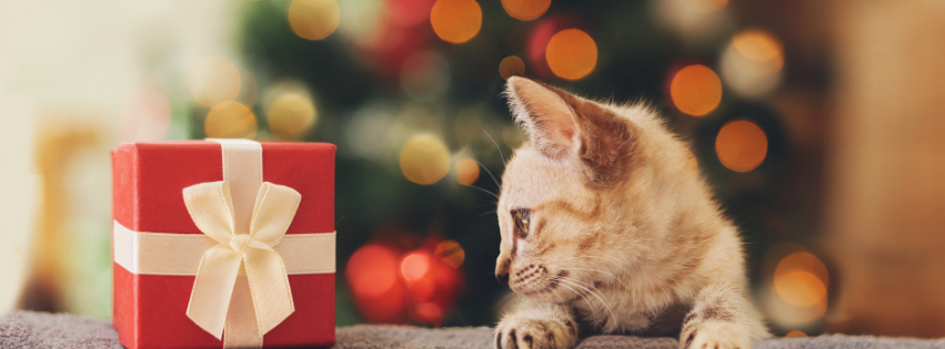 Cream-colored tabby kitten looking at a wrapped Christmas gift with a lit holiday tree in the background.