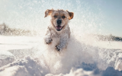 Universal Healing: Caring for Yourself & Your Pets