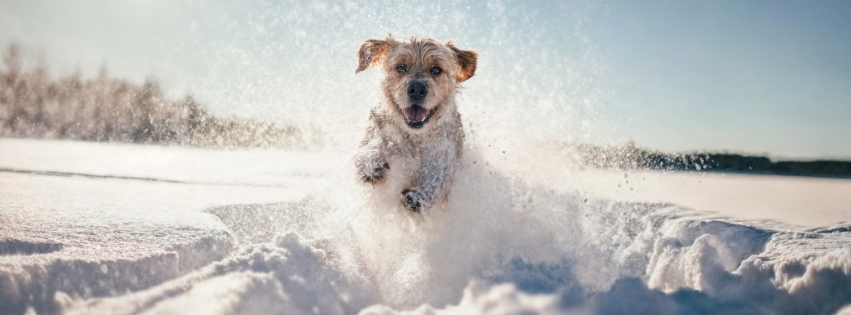 A light-colored terrier dog running and jumping through tracks in snow on a sunny day.