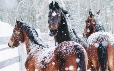 Keeping Momentum on Wellness for You & Your Pet in 2026