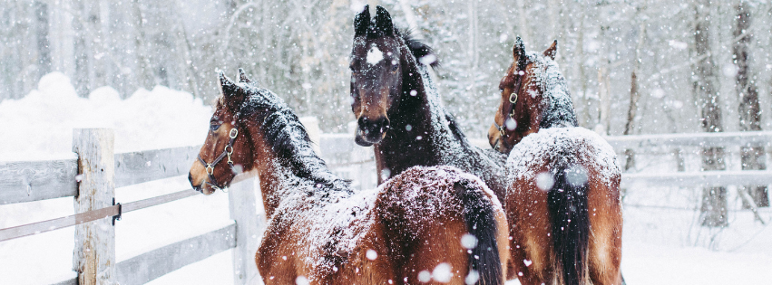 Three brown horses in a snowstorm standing near a split-rail fence.