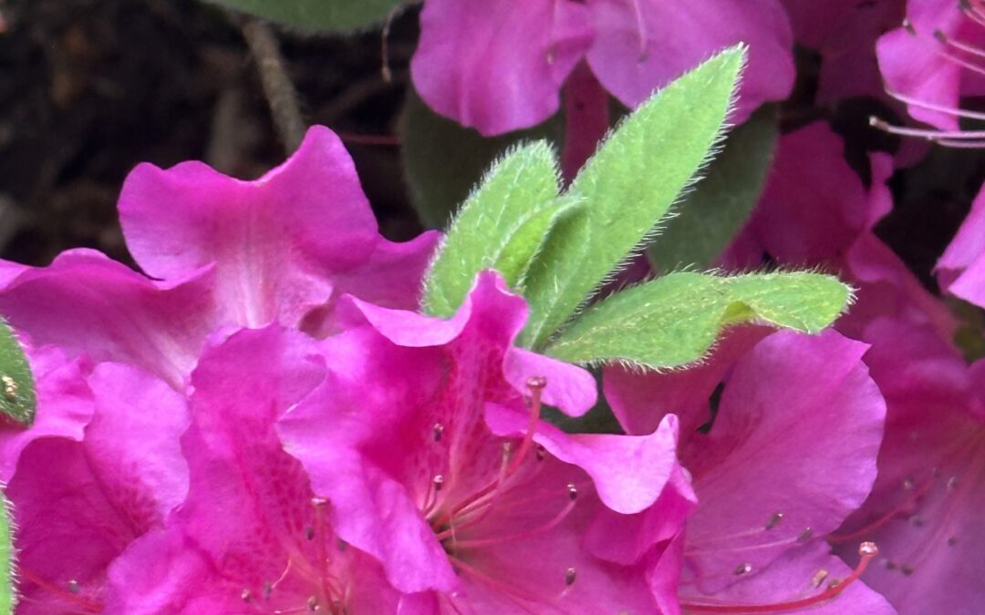 Pack Leader Prose: The Inspiration of Mother Nature
