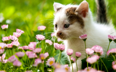 Managing Your Pet’s Stress During a Busy Summer