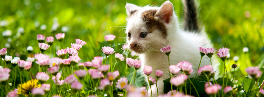 White kitten with brown markings and tail walking through grass and pink flowers.