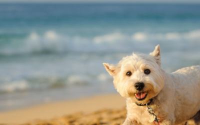 Reflect on the Quiet Gift of Reciprocity This Summer