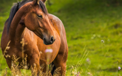 Learning to Read Your Animal’s Energy