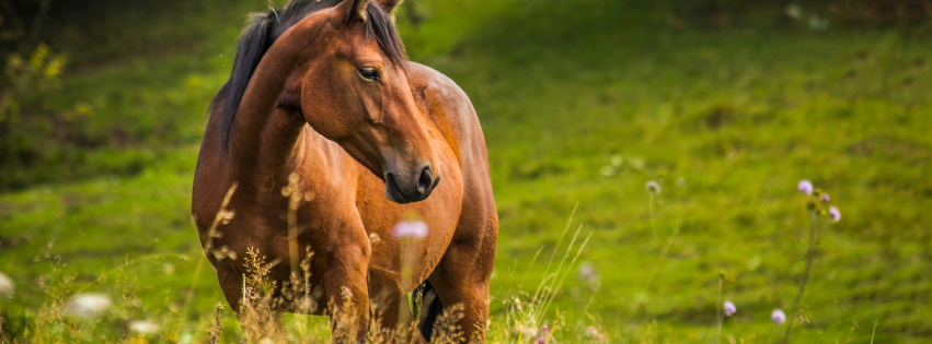Learning to Read Your Animal’s Energy
