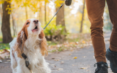 Grounding to Support Your Pets from the Inside Out