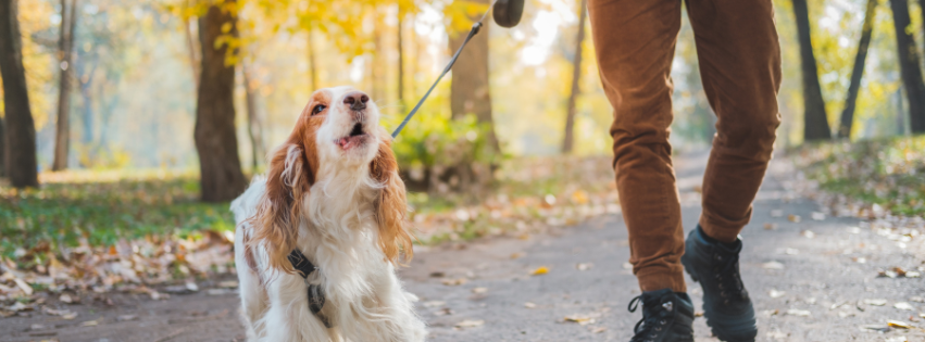 A brown and white cocker spaniel dog walking outdoors on a leash in the fall season.