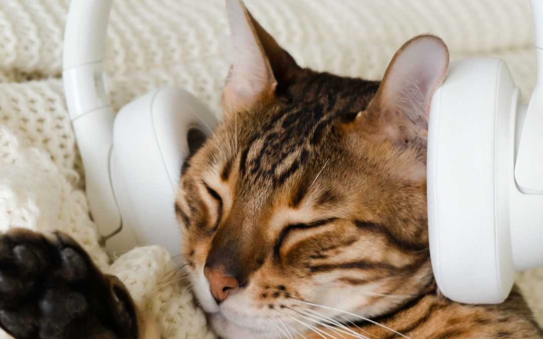 brown and tan, striped tabby cat wearing white headphones