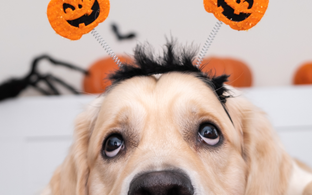 Golden retriever resting its head and wearing a headband with Halloween pumpkins.