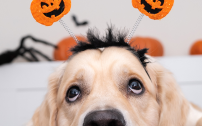 Halloween with Pets: Reading the Room
